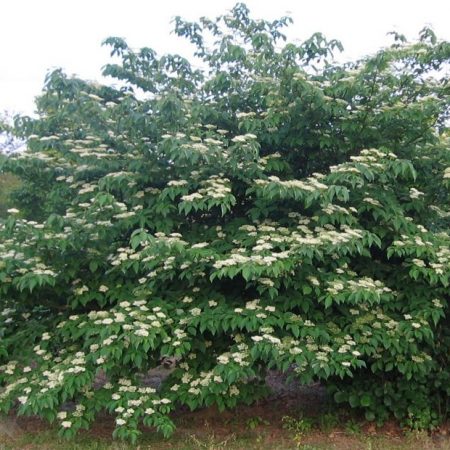 Cornus Alternifolia