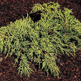 Juniperus Chin. Gold Lace