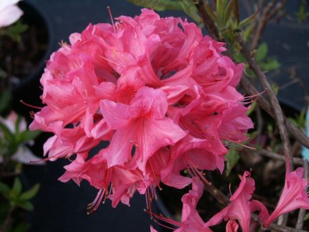 Rhododendron Rosy Lights