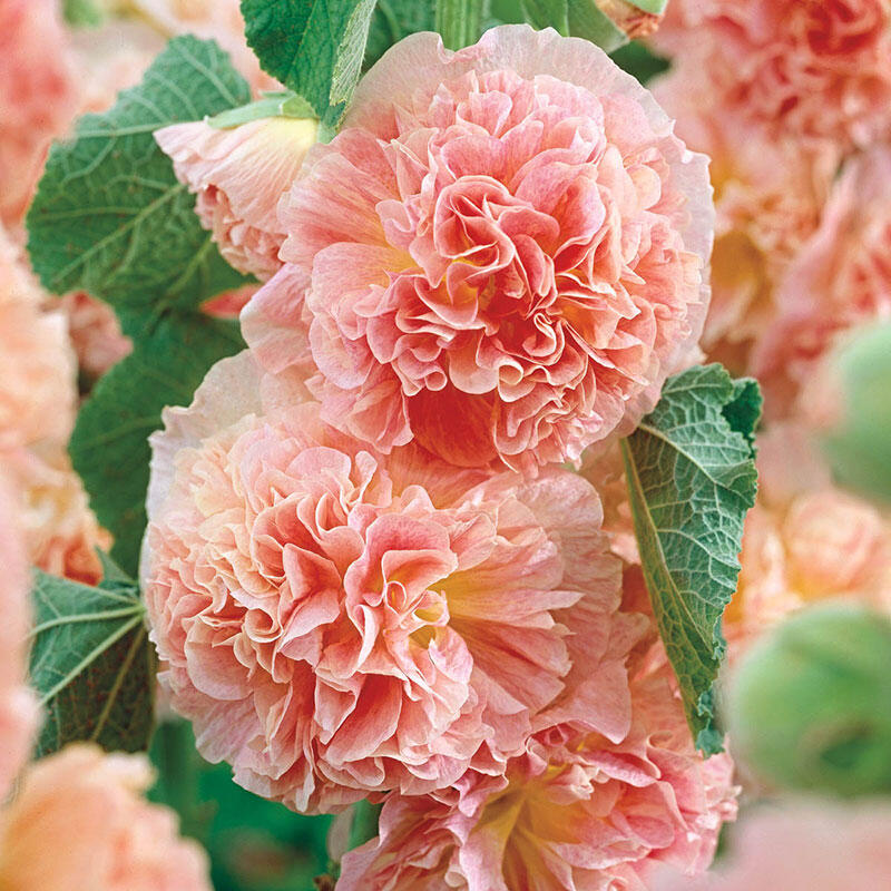 1000 Graines De Roses Trémières (Alcea Rosea) - Vivaces, Hautes, Couleur Bleue, Pour Jardins